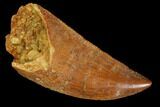 Raptor Tooth - Real Dinosaur Tooth #102702-1